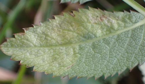 Phytomyza angelicae